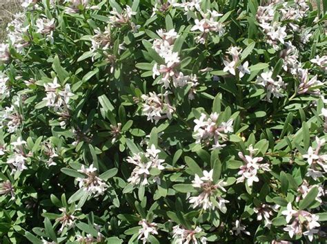 Nervous over the hardiness for putting in a planter in my zone 7 climate. Daphne × transatlantica 'Eternal Fragrance ('Blafra') (PBR ...