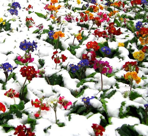 Snow Covered Flowers Winter Flowers Pinterest Snow