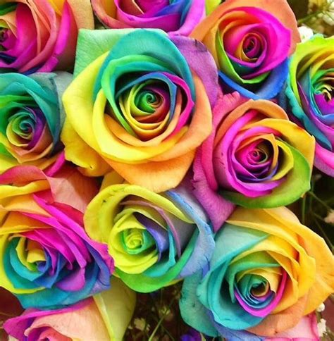 Pin On Rainbow Roses