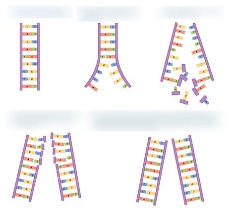 Semiconservative Replication Diagram