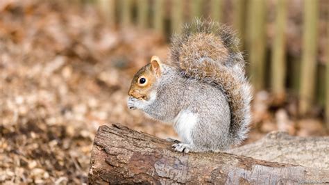 Grey Squirrel In Autumn On A Tree Stump Free Desktop Wallpaper