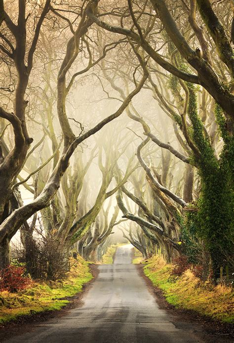 The Dark Hedges Irelands Beautifully Eerie Tree Lined Road