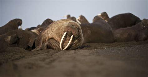 Pacific Walrus Haulout Near Point Lay In Northwest Alaska Is Earliest
