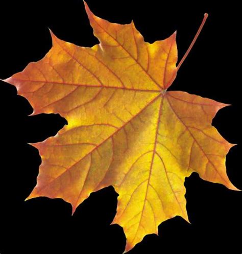 Оформление осенние листья - Осенние листья для оформления школьной ...