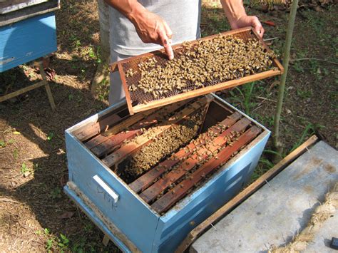 Budidaya Lebah Madu Liar Cara Mudah Dan Menciptakan Keuntungan Maksimal