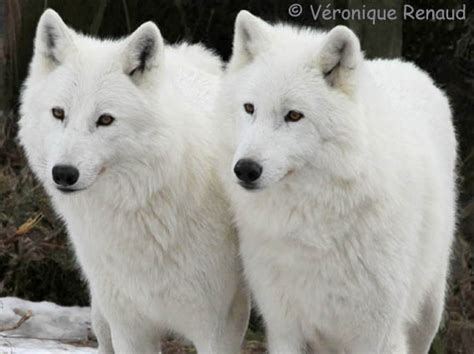 White Wolf Stunning Photos Reveal The Incredible Beauty Of White Wolves