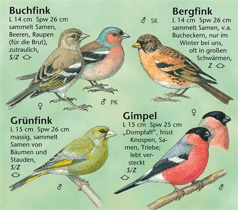 Provided by editus.lu on luxembourg private contacts: natur entdecken - Vögel in Garten und Park