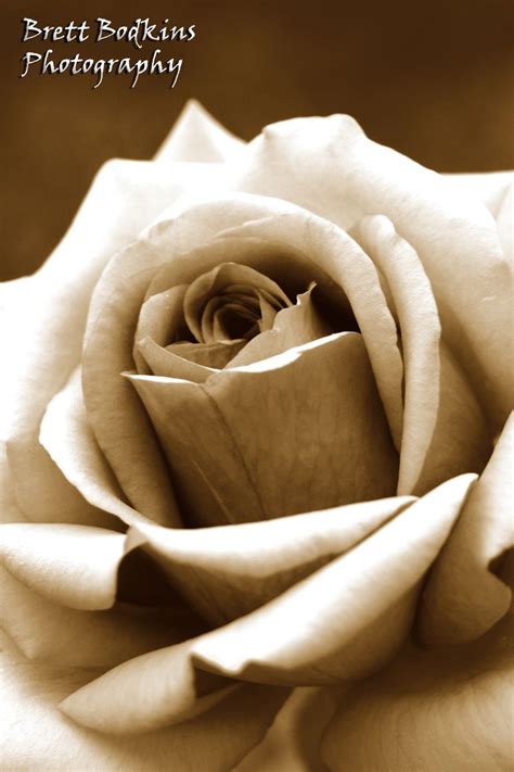 A Black And White Photo Of A Rose With The Words Breit Rottinus