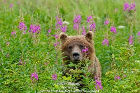 Photo Of A Brown Bear Stands Amongst Blooming Fireweed Tongass