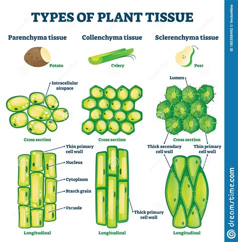 Plant Tissue Types Vector Illustration Labeled