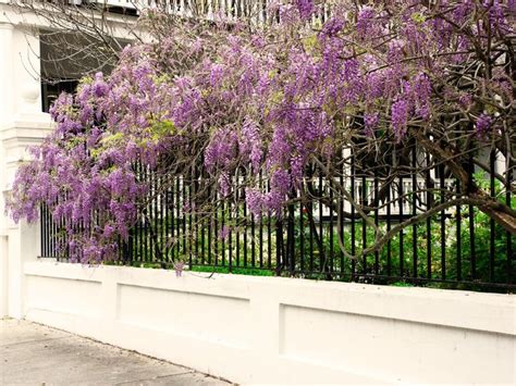 Learn about growing wisteria, including how to plant, care for and prune these there are no yellow wisteria flowers, if you think you've seen one it was likely a golden chain tree (laburnum). Time to Prune Wisteria (With images) | Wisteria tree ...