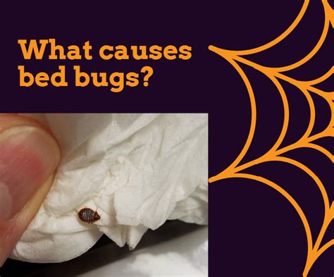 How Do You Get Bed Bugs What Causes Bed Bugs Huffington News