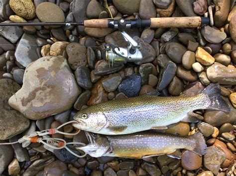 Rainbow And Brook Trout Jackson River Warm Springs Va June 2018 Warm