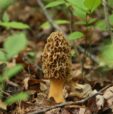 Southern Ohio Mushroom Hunters