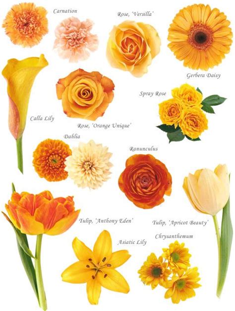 Flower Names By Color Peach Flowers Flower Names Flower Chart