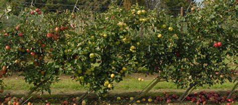 how to plant your orchard to have fruits all year round fruit garden design dwarf fruit trees