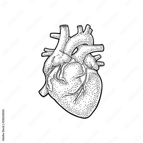 Human Anatomy Heart Vector Black Vintage Engraving Illustration Stock