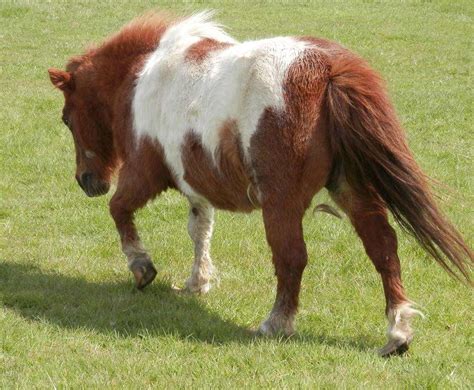 Shetland Pony Rescued By Rspca From Field In Iwade With Hooves So