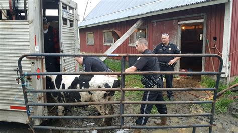 Animal Cruelty New York Man Arrested After 20 Dead Cows Found In Barn