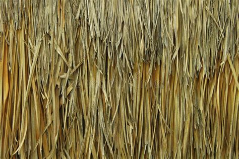 Hay Roof Wall Hut Coverage Texture Natural Material Background Stock