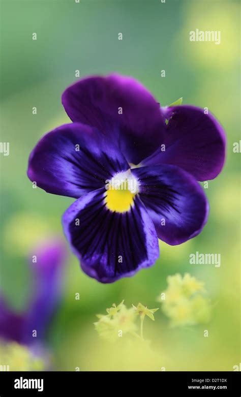 Viola X Wittrockiana Cultivar Pansy Purple Subject Stock Photo Alamy