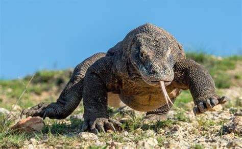 Komodo Dragon Vs Crocodile Who Wins In A Fight Nature Noon