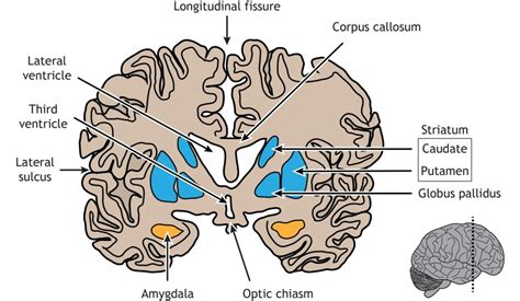 Brain Anatomy Introduction To Neuroscience