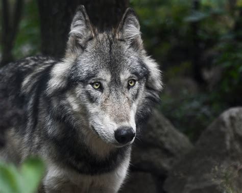 Scientists Welcome Reports Of Wolf Pack In Northern Colorado Call For