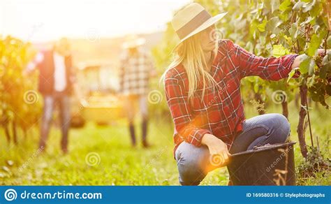 Woman Harvesting Grapes In The Vineyard Stock Photo Image Of