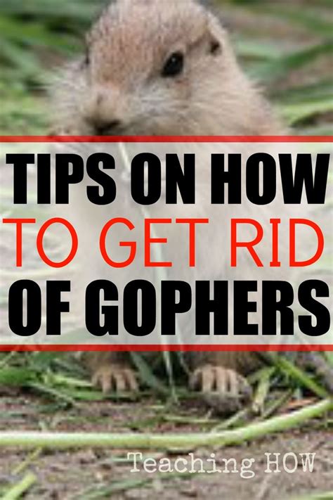 We did not find results for: Pin by Own It Prestige on How To Tips | Getting rid of ...