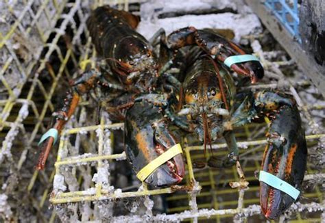 We did not find results for: Long Island Sound lobsters do not have pesticides, new ...