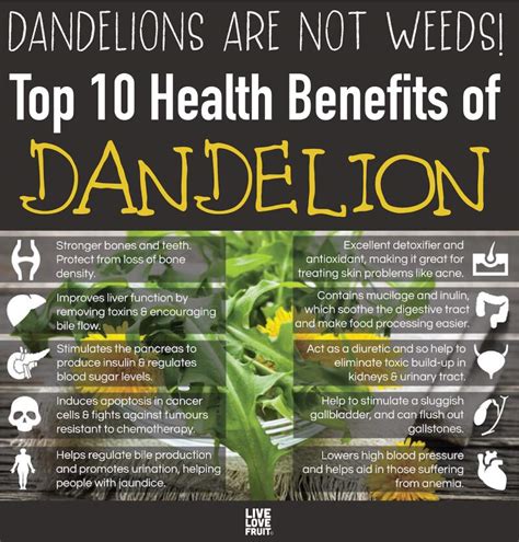 Top 10 Health Benefits Of Dandelion W E L L N E S S M C U N I V E R S E