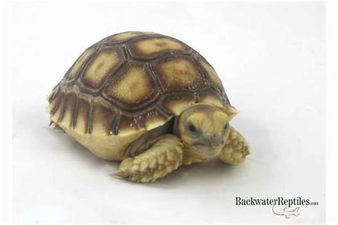 Popular tortoise cat of good quality and at affordable prices you can buy on aliexpress. The Best Pet Tortoises