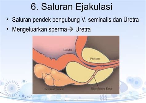 10 Organ Alat Reproduksi Pria Fungsinya Bahas Lengkap