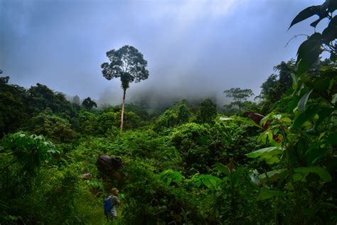 Empat Tipe Hutan Di Kalimantan Barat Indonesia