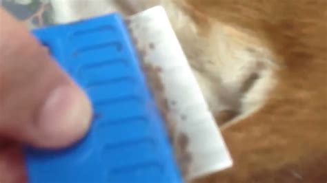 Flea Infestation On Dog Youtube