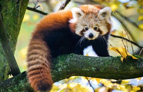 Svým vzhledem připomíná spíše mývala než medvěda. ZOO Zlín panda červená