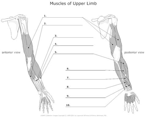 Muscles Of Upper Limb Unlabeled Arm Muscle Anatomy Upper Limb