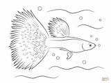 Coloring Guppy Fish Drawing Siamese Fighting Printable Drawings sketch template