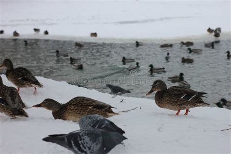 Wild Ducks On Snow In Park Stock Image Image Of Bird 83120615