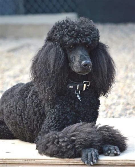 Pin On Standard Poodles