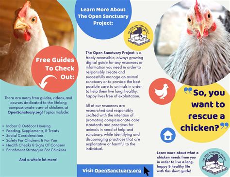 The Open Sanctuary Project's "So You Want To Rescue A Chicken" Brochure