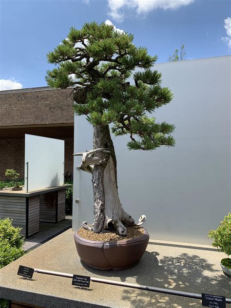 Bonsai Tree That Is Estimated To Be 600 1000 Years Old In Chicago
