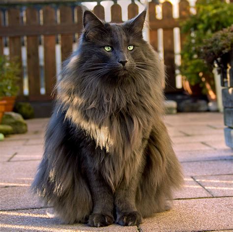 29 Of The Most Beautiful Cats In The World Daily Pet News