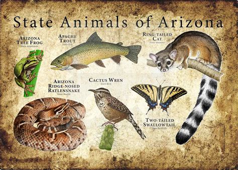 Arizona State Animals Poster Print Inkart