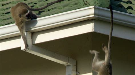 Street Monkeys Photos - Street Monkeys - National Geographic Channel ...