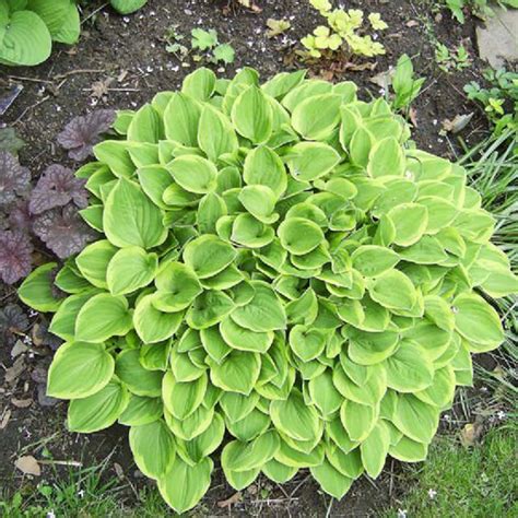 Hosta Golden Tiara Un Beau Feuillage Vert Marginé De Doré