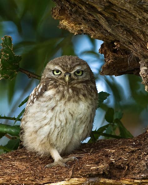 Little Owl Photograph By Paul Scoullar Fine Art America