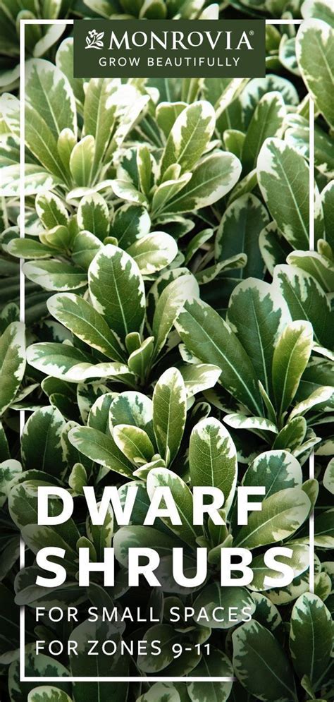 Dwarf Flowering Bushes Zone 6 A Guide To Northeastern Gardening