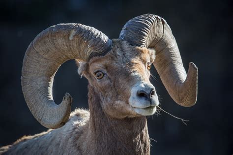 Bighorn Sheep Free Stock Photo Public Domain Pictures